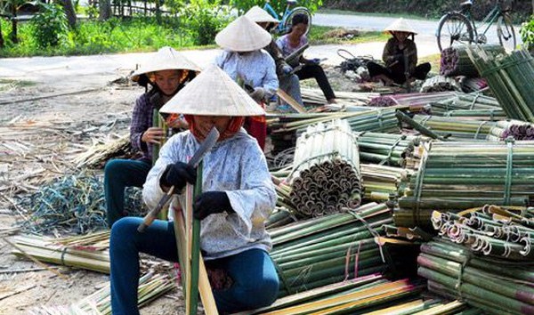 HTX chế biến nứa lùng Quế Sơn: Tạo việc làm cho người dân vùng 30a