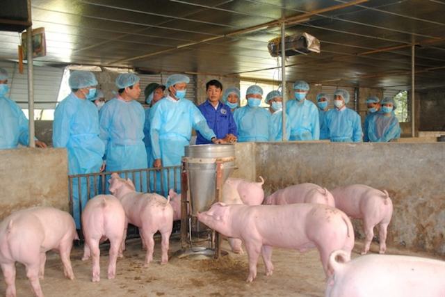 Dịch tả lợn châu Phi cơ bản đã được khống chế