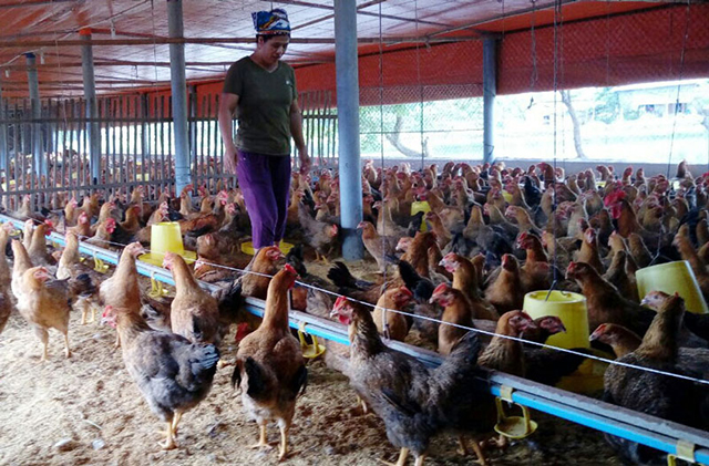 Hiệu quả từ chăn nuôi sinh học