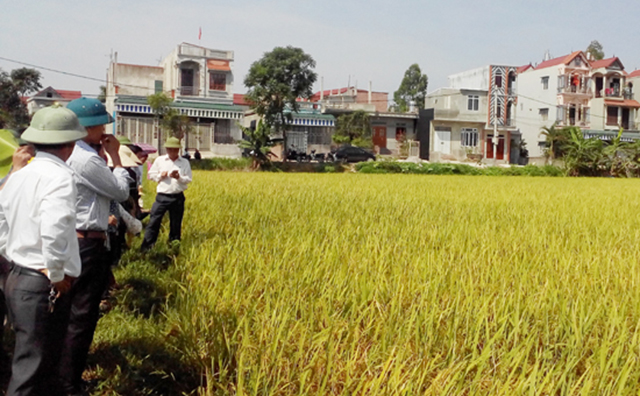 Đồng Phú nhân rộng mô hình lúa hữu cơ
