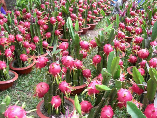 Giá thanh long Bình Thuận tăng gấp đôi so với đầu vụ chong đèn