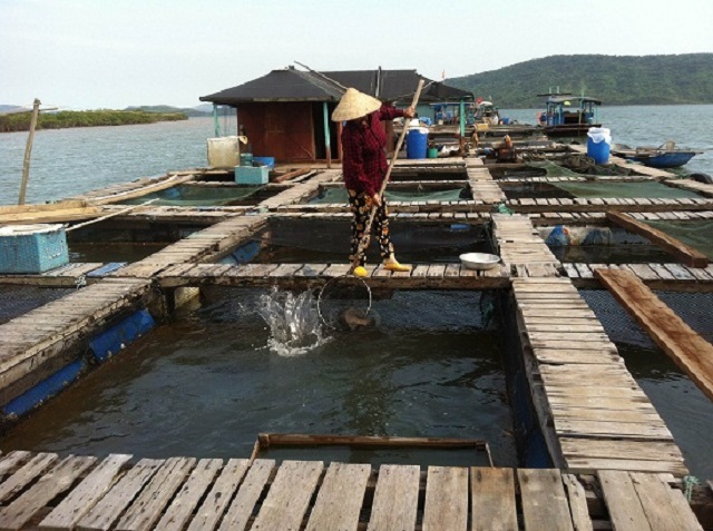 Đầm Hà, Quảng Ninh phát triển OCOP, thúc đẩy nông thôn mới