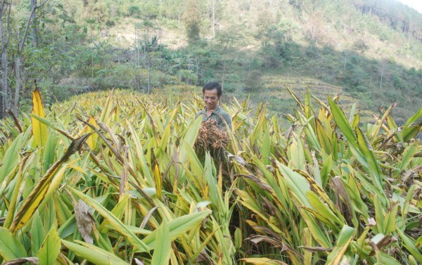 Chuyển đổi cây trồng giúp Thượng Thôn giảm nghèo