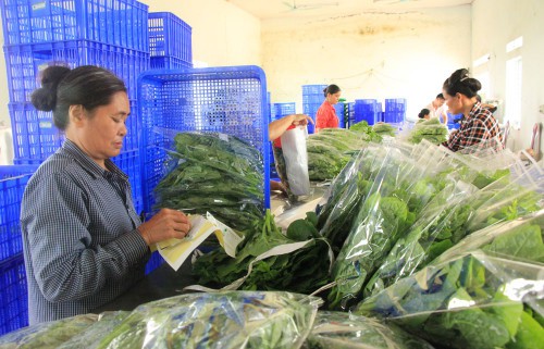 Phú Thọ phát triển các HTX gắn với các chuỗi giá trị
