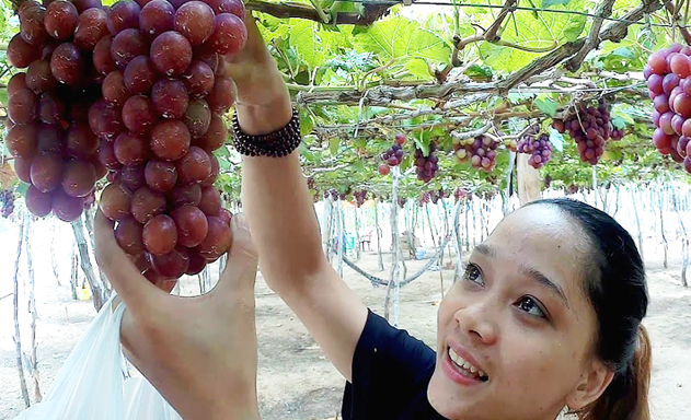 Bài toán giá trị cho OCOP Ninh Thuận