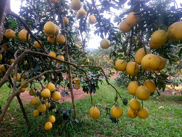 Giảm nghèo nhanh và bền vững ở Thường Xuân