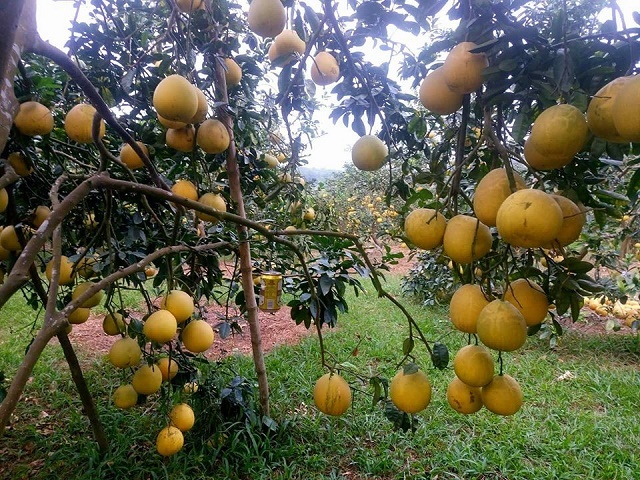 buoi-dien-8-6791-1577186700.jpg