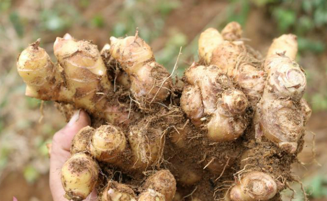 Gừng Kỳ Sơn được bảo hộ chỉ dẫn địa lý