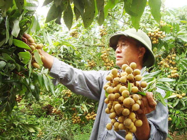 Hưng Yên thúc đẩy trồng cây ăn quả hữu cơ gắn với sản xuất sạch