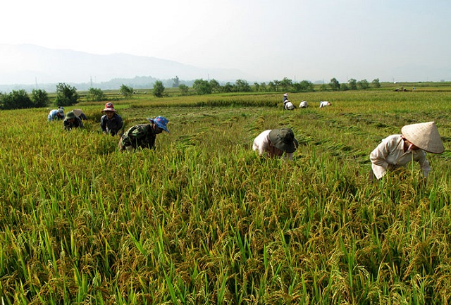 Mường Nhé chuyển thế độc canh, từng bước giảm nghèo