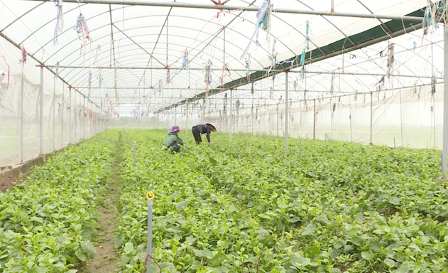 Go-vuong-thi-truong-BDS-nong-n-7259-5932