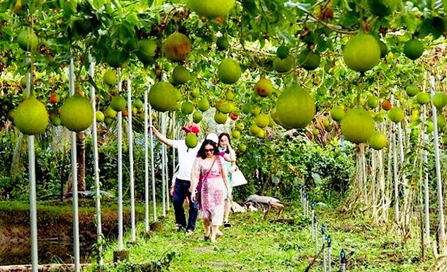 Chợ Mới thúc đẩy nông nghiệp sinh thái