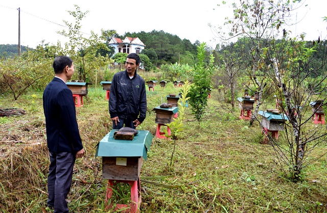 Môi trường hưởng lợi từ nghề nuôi ong lấy mật