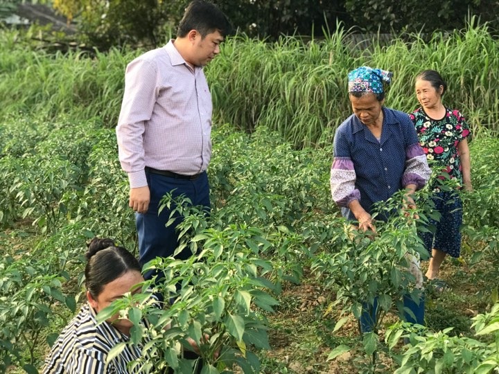 Hoà An, Cao Bằng trồng cây gia vị xoá đói giảm nghèo