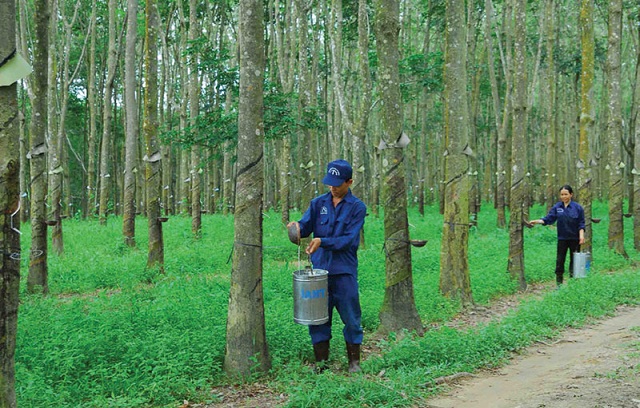 Tập đoàn Cao su Việt Nam công bố kết quả kinh doanh, cổ phiếu GVR hồi phục