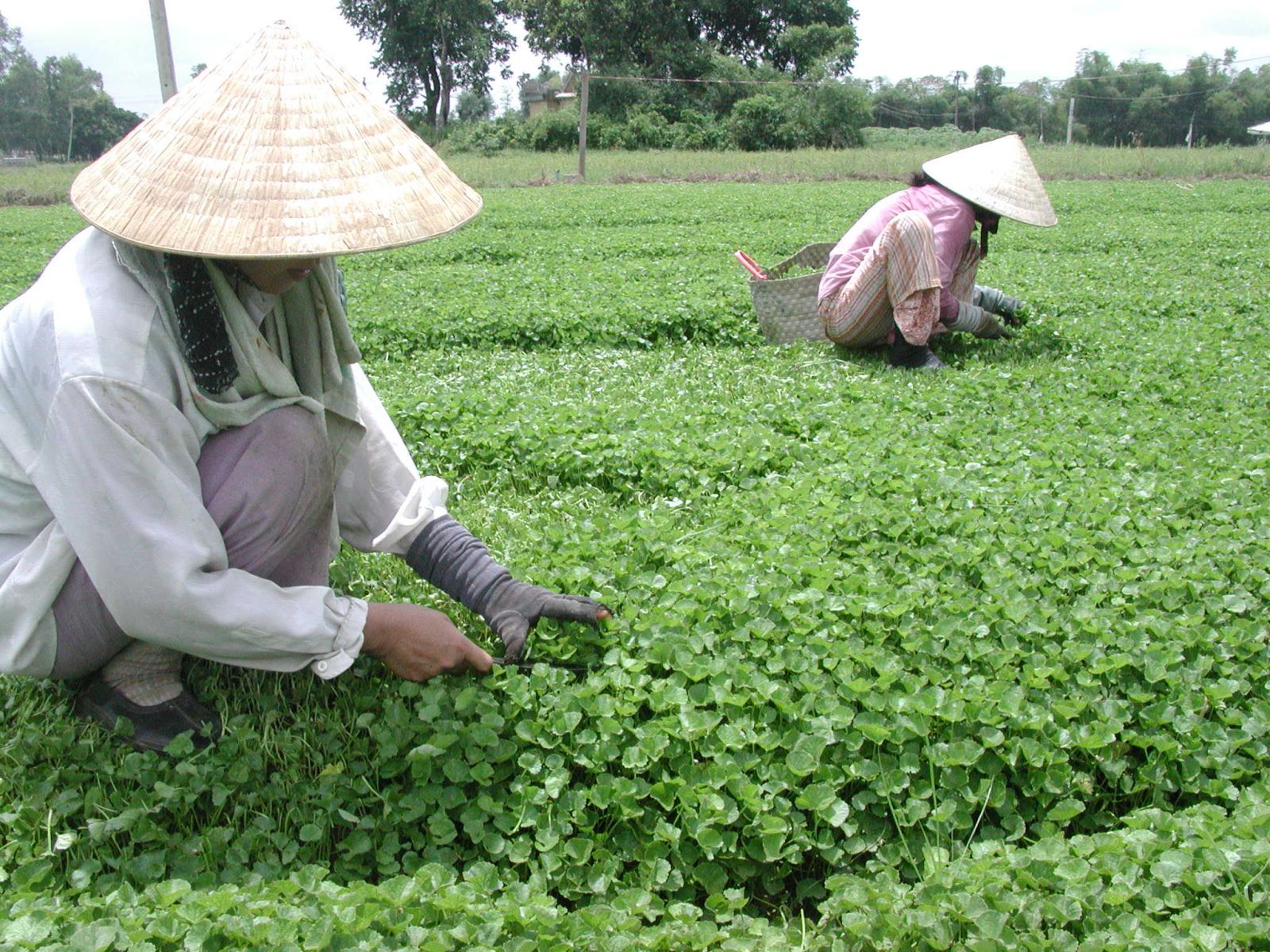 Chuẩn sạch nhìn từ HTX Quảng Thọ 2