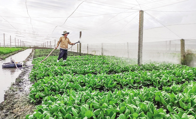 Vĩnh Long: HTX hướng đến sản phẩm xanh