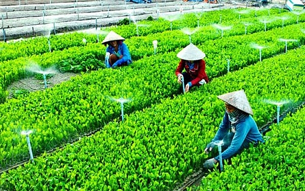 Số lượng HTX hoạt động hiệu quả ngày một tăng