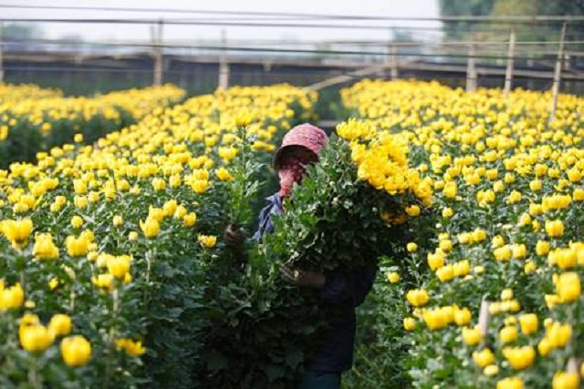 Đất bãi chuyển mình nhờ trồng hoa