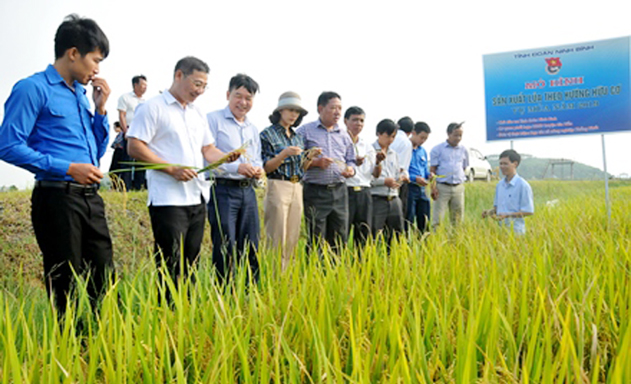 Gia Hòa (Ninh Bình): Lợi ích kép từ sản xuất lúa hữu cơ