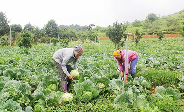 Sản xuất an toàn để nghề trồng rau trở thành mũi nhọn hàng hóa