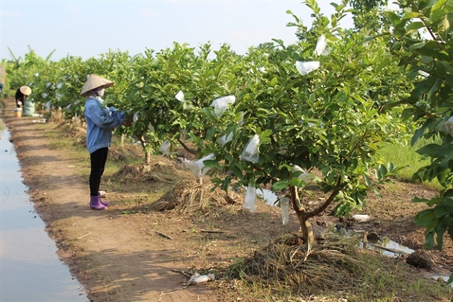 Ổi lê khẳng định giá trị ở Trung Sơn