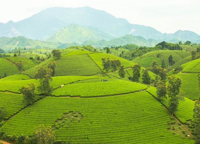 An toàn lao động, phát triển thương hiệu từ sản xuất VietGAP