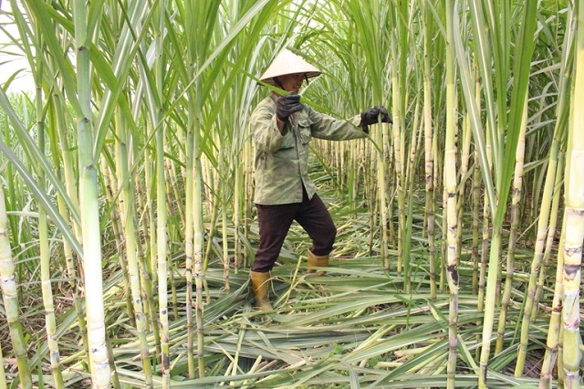HTX Tân Tiến: Liên kết sản xuất, thúc đẩy môi trường