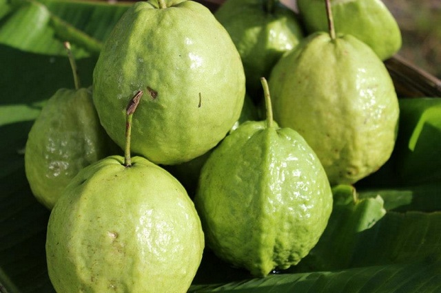 Trồng ổi hữu cơ cho hiệu quả cao ở Duy Xuyên