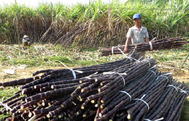 Trà Giang thúc đẩy trồng mía an toàn