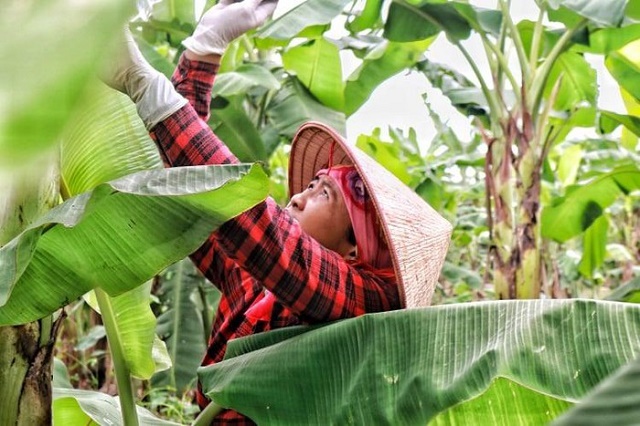 Hạn chế rác thải nhựa từ phát triển trồng chuối