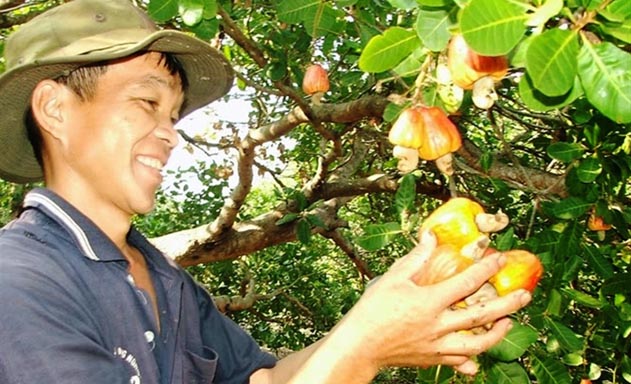 “Cửa sáng” sản xuất điều sạch ở Bình Phước
