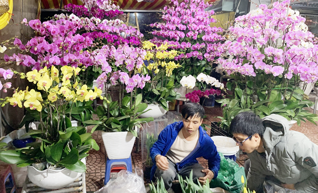 Thị trường hoa Tết cần 'thuận mua, vừa bán'