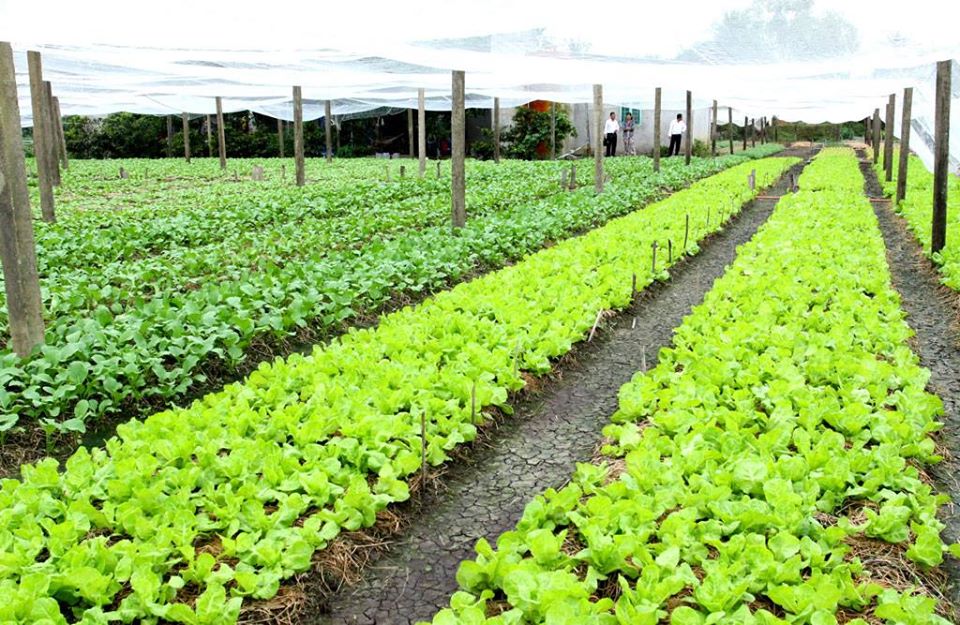 Vành đai xanh chuyên sản xuất rau an toàn