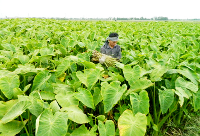 Hiệu quả từ trồng khoai lấy ngó ở Lê Hồng