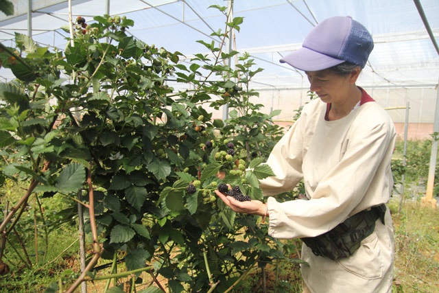 Sản xuất xanh ở Lạc Dương