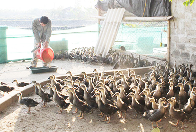 Hiệu quả kinh tế, bảo vệ môi trường từ nuôi vịt bầu
