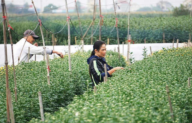 HTX mở hướng đi mới từ trồng hoa