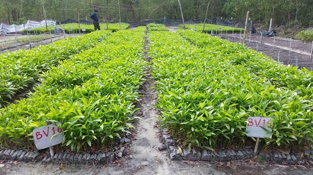 Hướng đến chứng chỉ FSC bằng giống cây thân thiện với môi trường