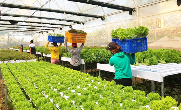 HTX BB Farm: Đổi mới tư duy, tiếp cận nông nghiệp 4.0