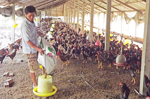 Thạnh Hóa nâng cao ý thức về môi trường trong phát triển chăn nuôi