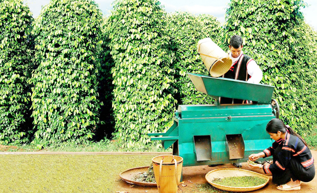 Đắk Nông quyết làm tiêu Organic