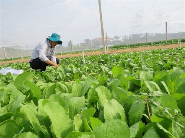 HTX sản xuất an toàn, hiệu quả và bảo vệ môi trường