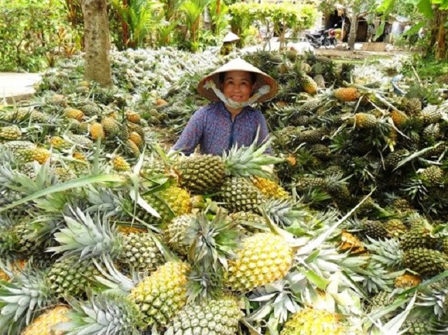 Nông dân đổi đời nhờ trồng khóm VietGAP