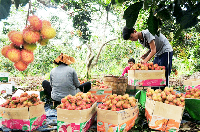 Chắp cánh thương hiệu chôm chôm Long Khánh
