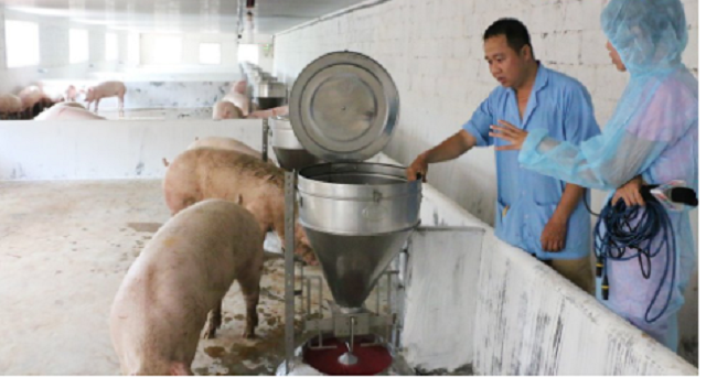 Công nghệ nuôi heo hạn chế dịch bệnh, tránh ô nhiễm môi trường