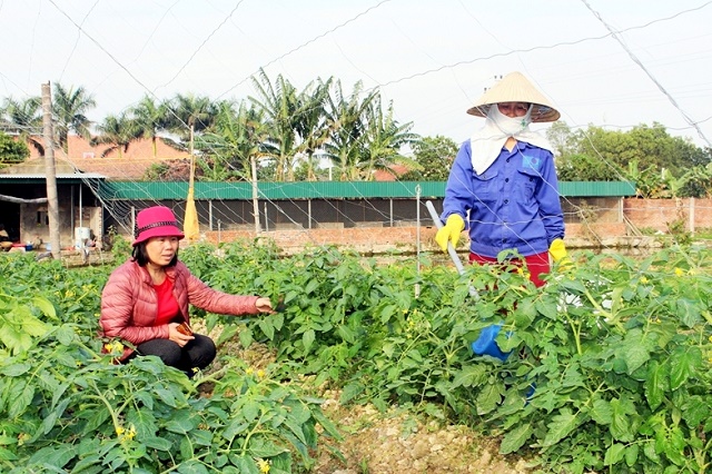 Sản xuất theo hướng hữu cơ bảo đảm ATLĐ, ATTP