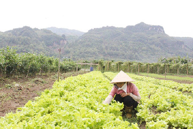 Bảo đảm ATLĐ bằng cách sản xuất không phân hóa học và thuốc trừ sâu