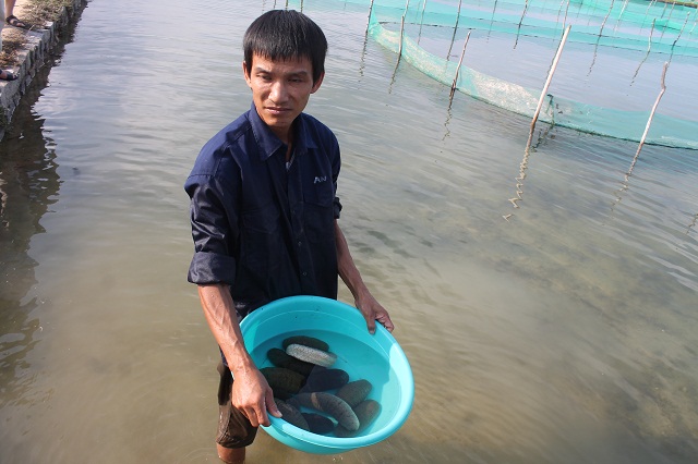 Làm giàu từ hải sâm