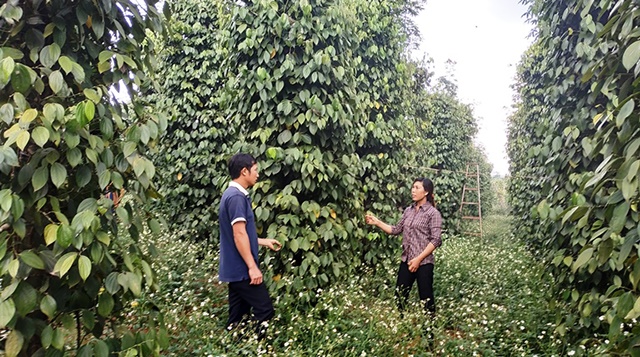 Sản xuất thân thiện với môi trường, đáp ứng chuẩn quốc tế